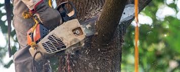 Why Choose Our Tree Removal Services in Wapello, IA?