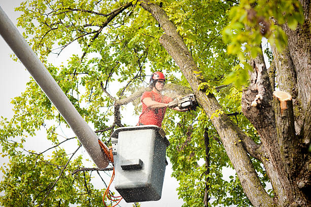 Reliable Wapello, IA Tree Services Solutions